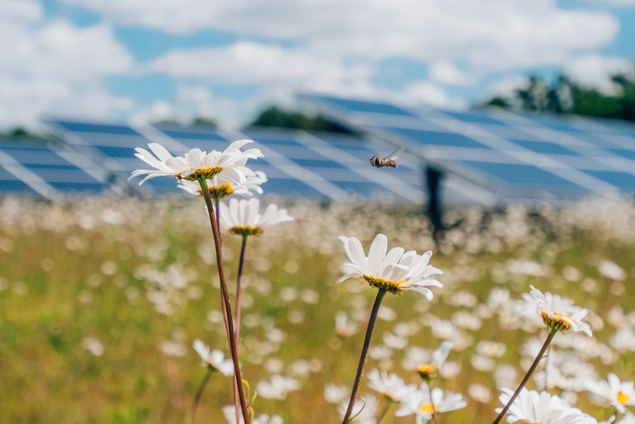 Low Carbon solar farm with flowers and bees