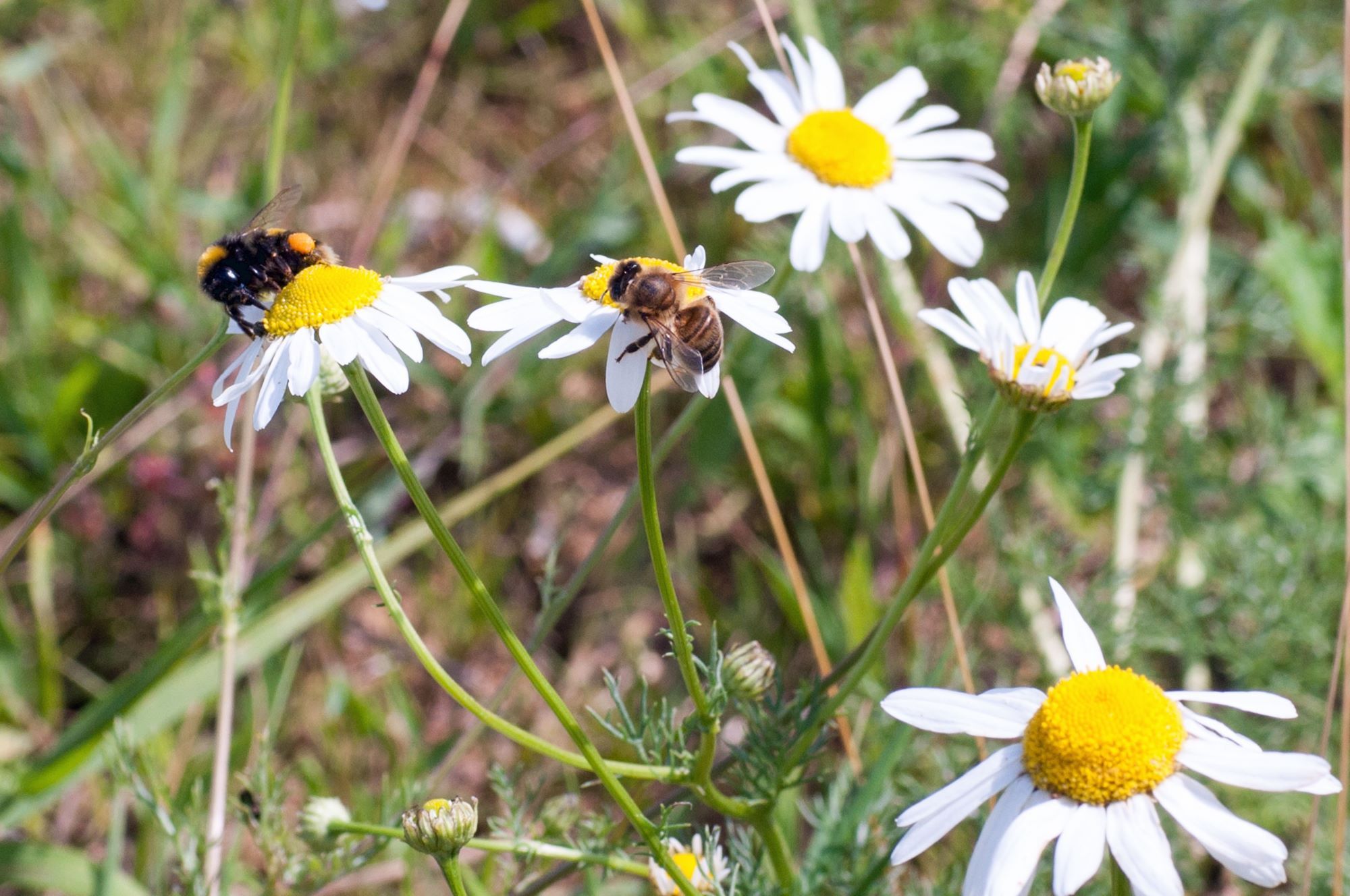 Bee and bees on flowers