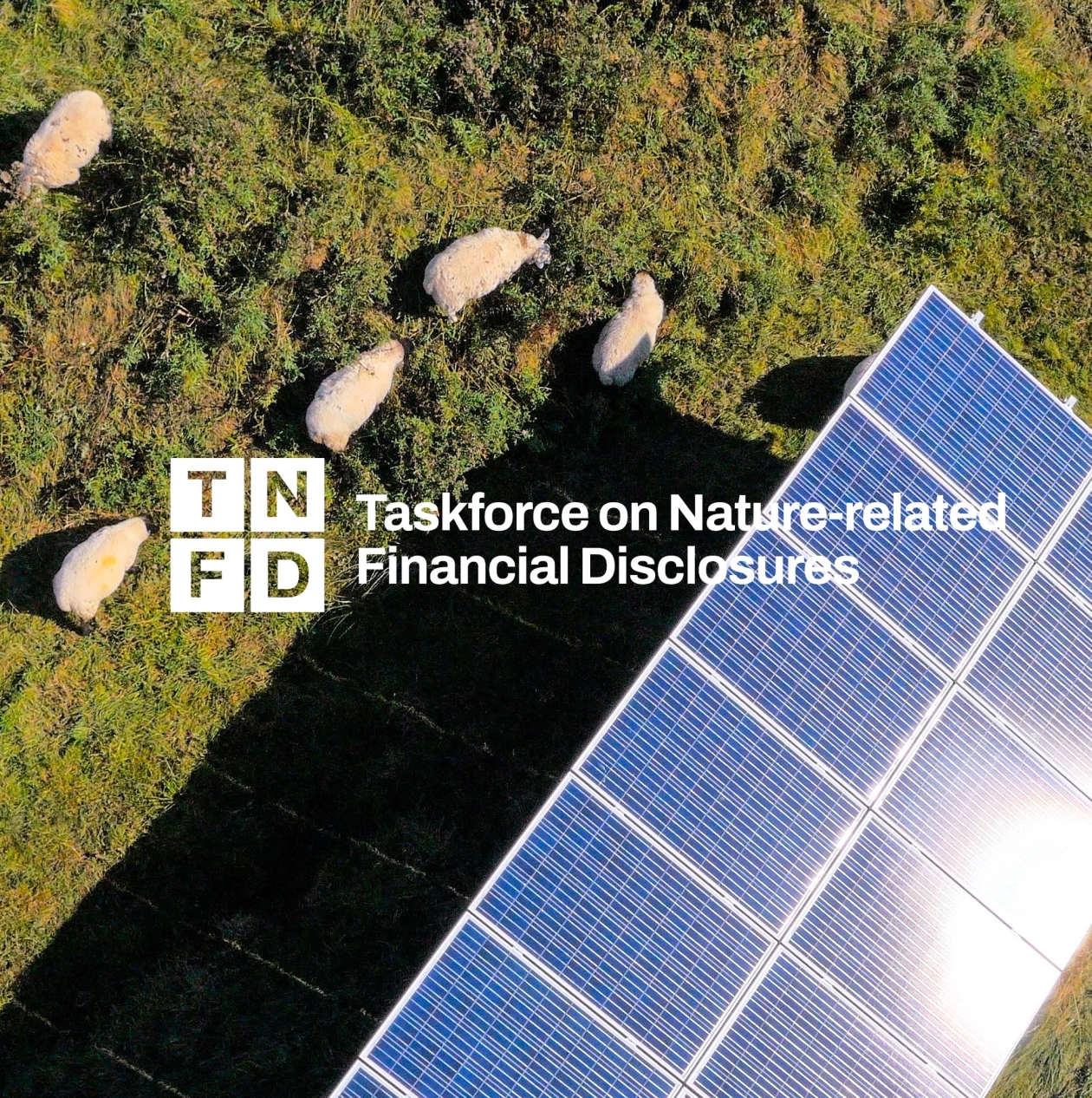 Low Carbon Solar Farm with TNFD logo