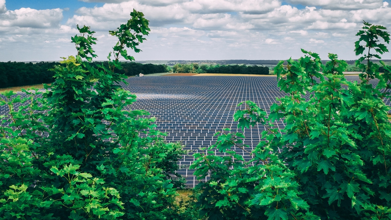 Low Carbon solar farm through the trees