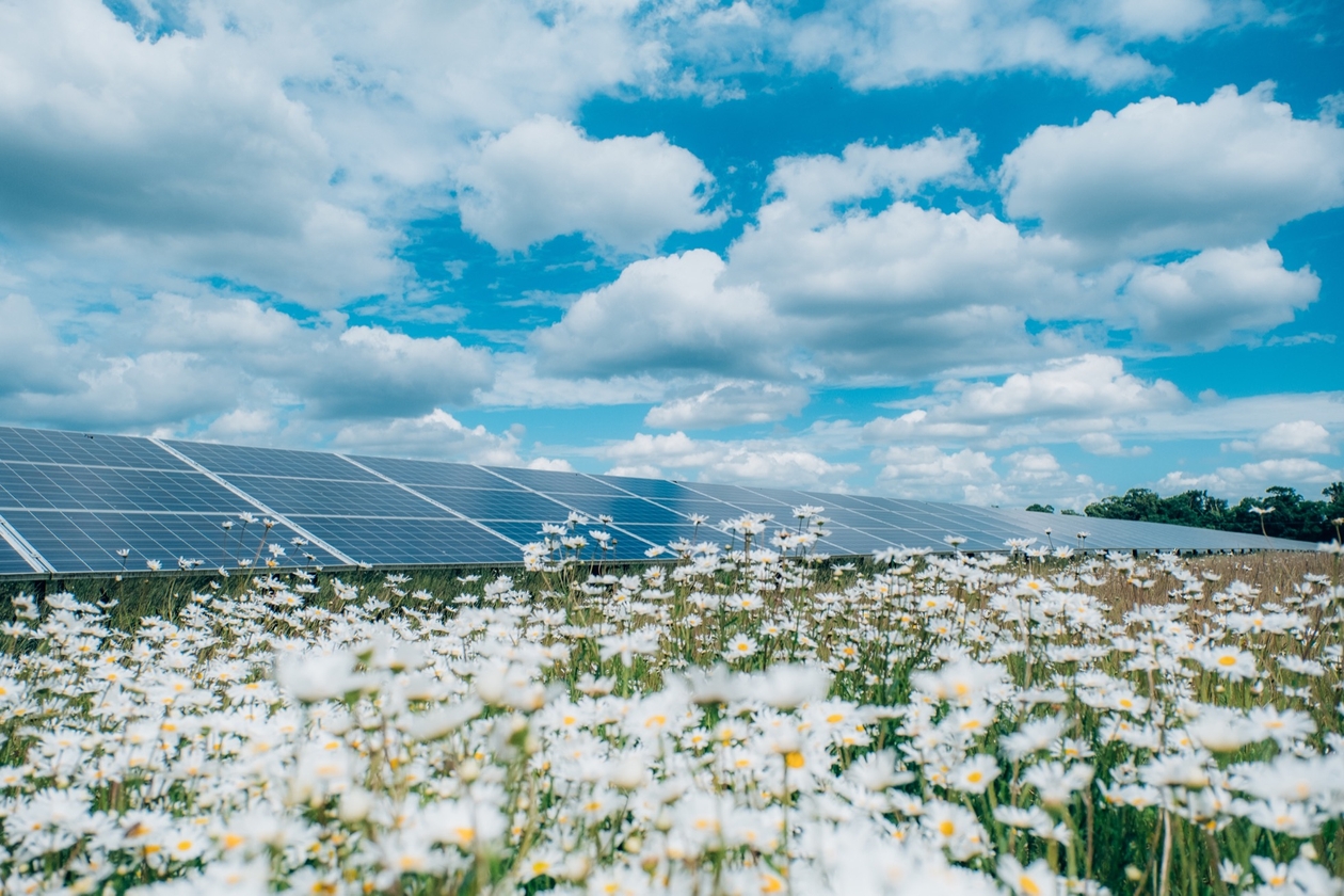 Solar panels from a solar farm with daisies in the foreground