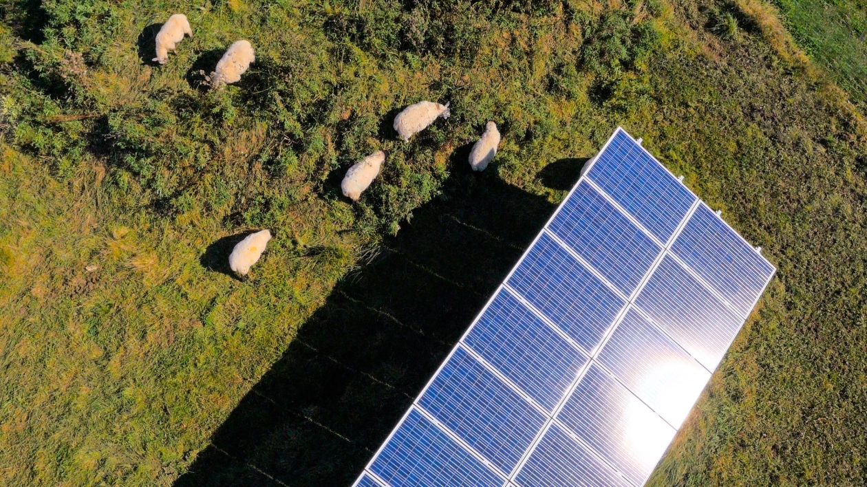 Sheep grazing around solar panels