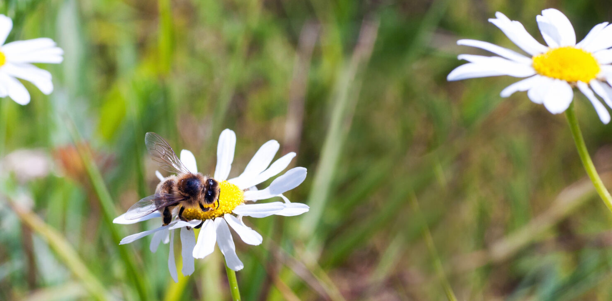 Insects fetching pollen from wildflowers