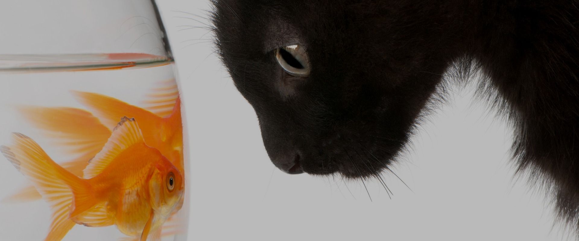Rocket Kitten Showing Its Claws: Operation Woolen-GoldFish and the GHOLE campaign