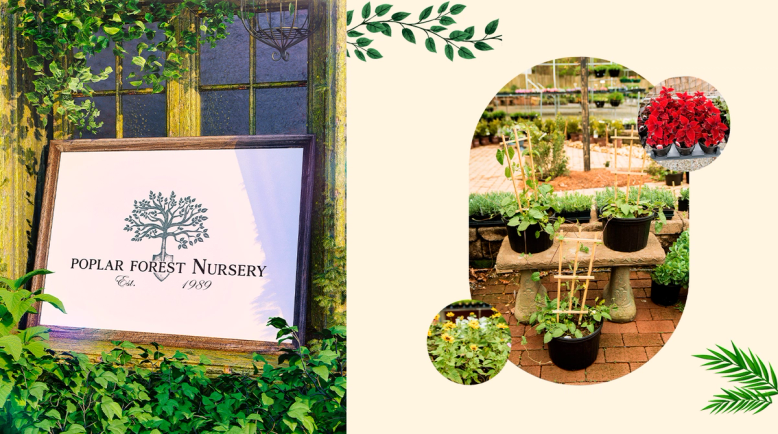 Poplar Forest Nursery — Pages 1