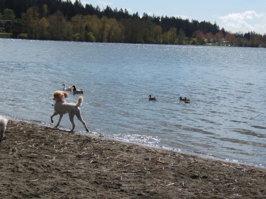A dog running along the shoreline as ducks swim past