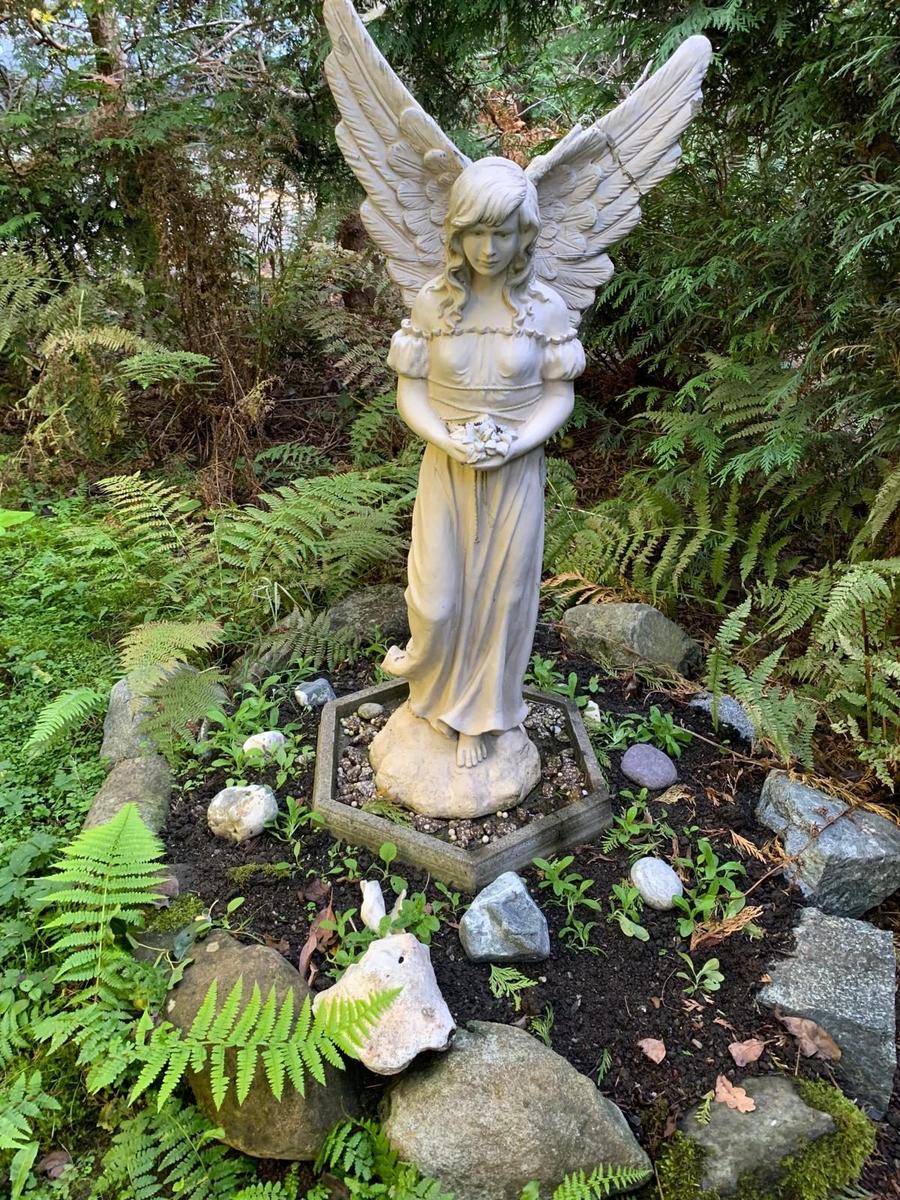 A stone angel standing in a fern bed in my garden