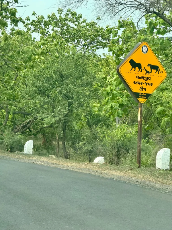 गिर सफारी गुजरात