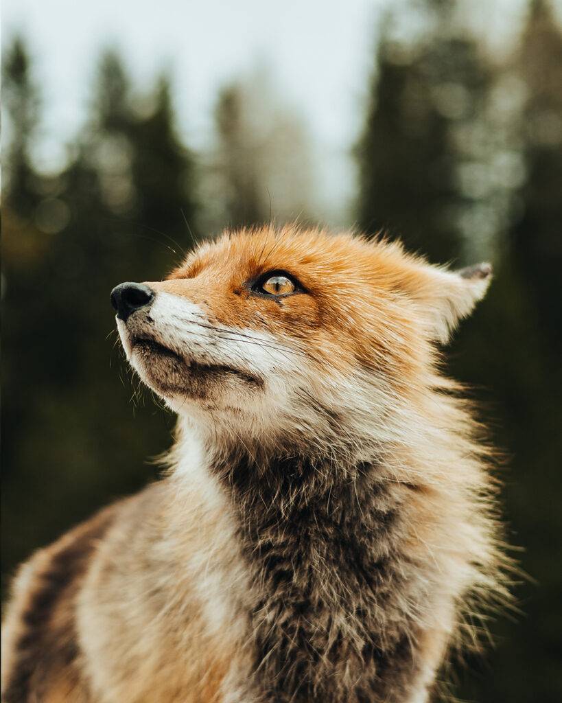 Close-up of a red fox looking upward against a blurred forest background.