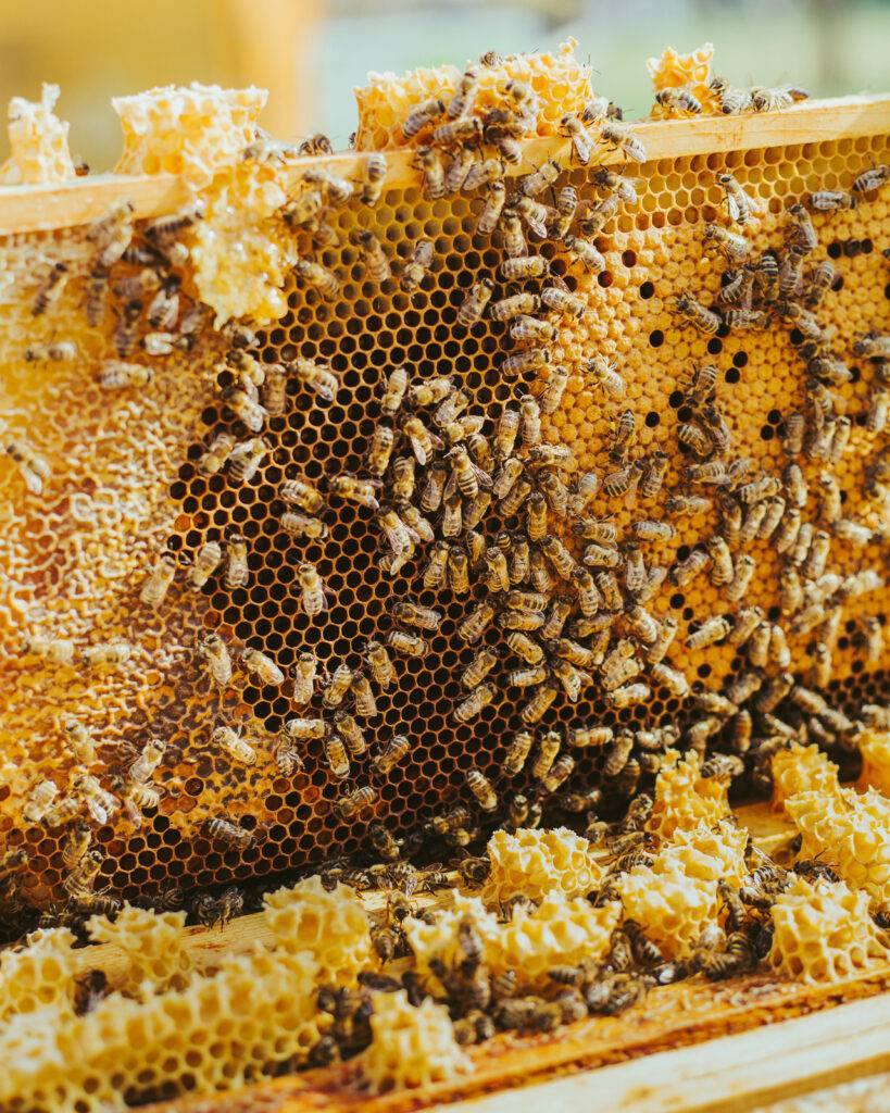 Close-up of bees crawling across golden honeycomb frames filled with capped and open cells.