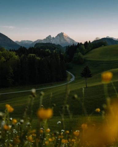 Gelbe Wiesenblumen rahmen grüne Hügel, einen gewundenen Weg, dunkle Wälder und einen schneebedeckten Berg ein.