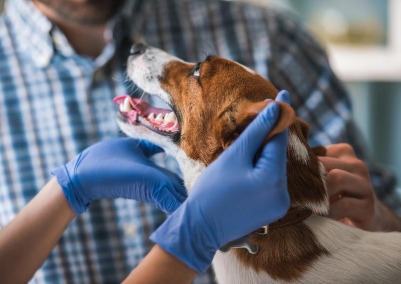 From Veterinary to Human: The Restoris™ Story