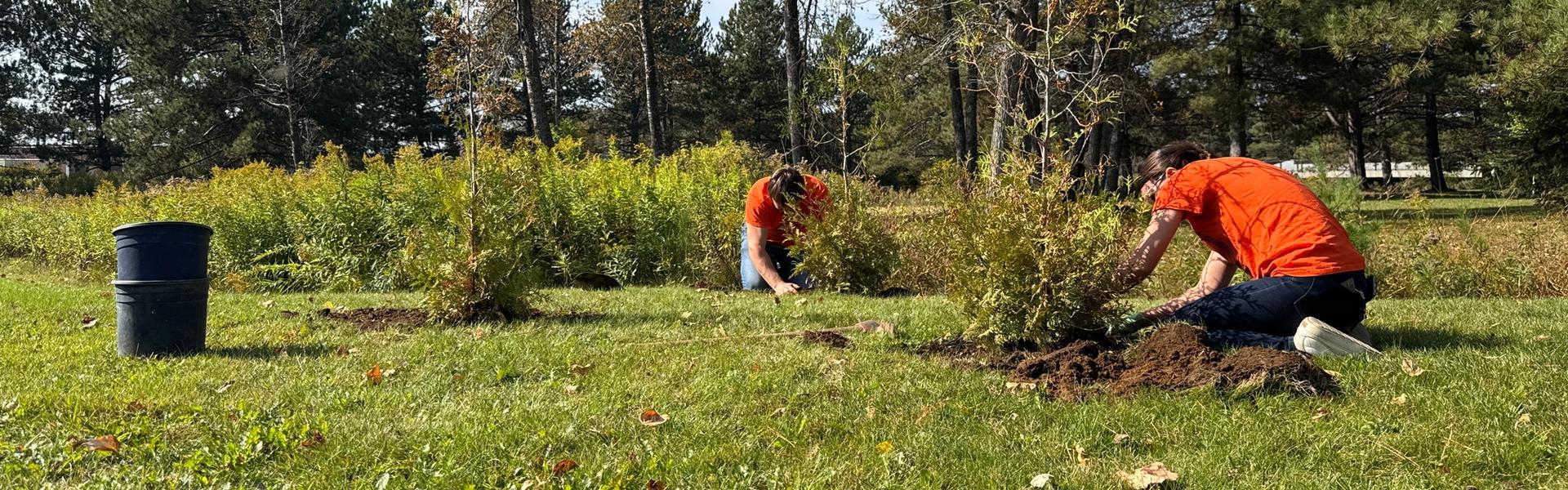 Two individuals planting trees in a grassy area under a clear blue sky, wearing orange shirts.