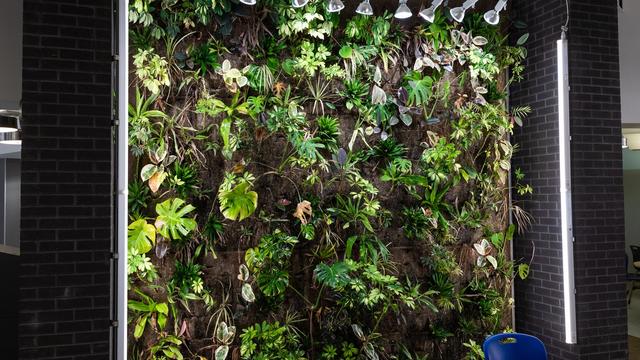 Green Wall