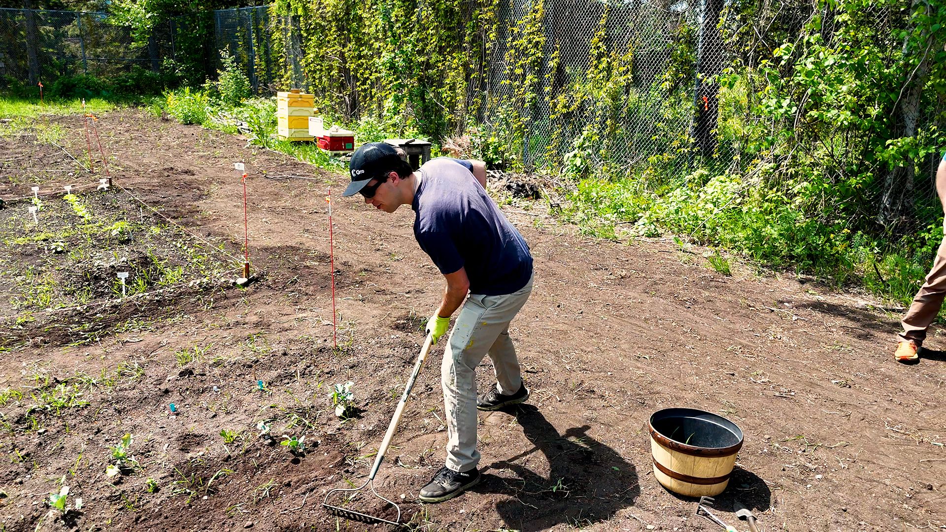 Student raking soil in the Confederation College campus garden, wearing gloves and a hat, with small plants growing in marked rows.