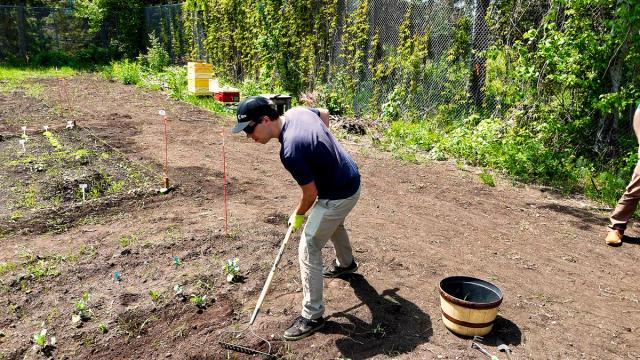 Student raking soil in the Confederation College campus garden, wearing gloves and a hat, with small plants growing in marked rows.