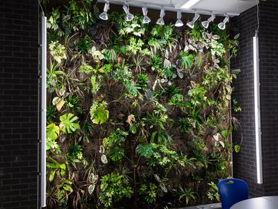 Indoor living wall featuring a variety of plants in a sustainable campus learning space