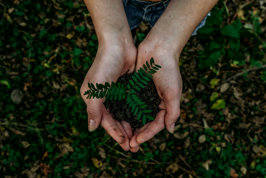 Hands holding soil and a young plant, representing environmental stewardship and sustainability