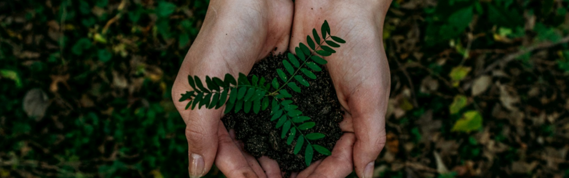 Hands holding soil and a young plant, representing environmental stewardship and sustainability