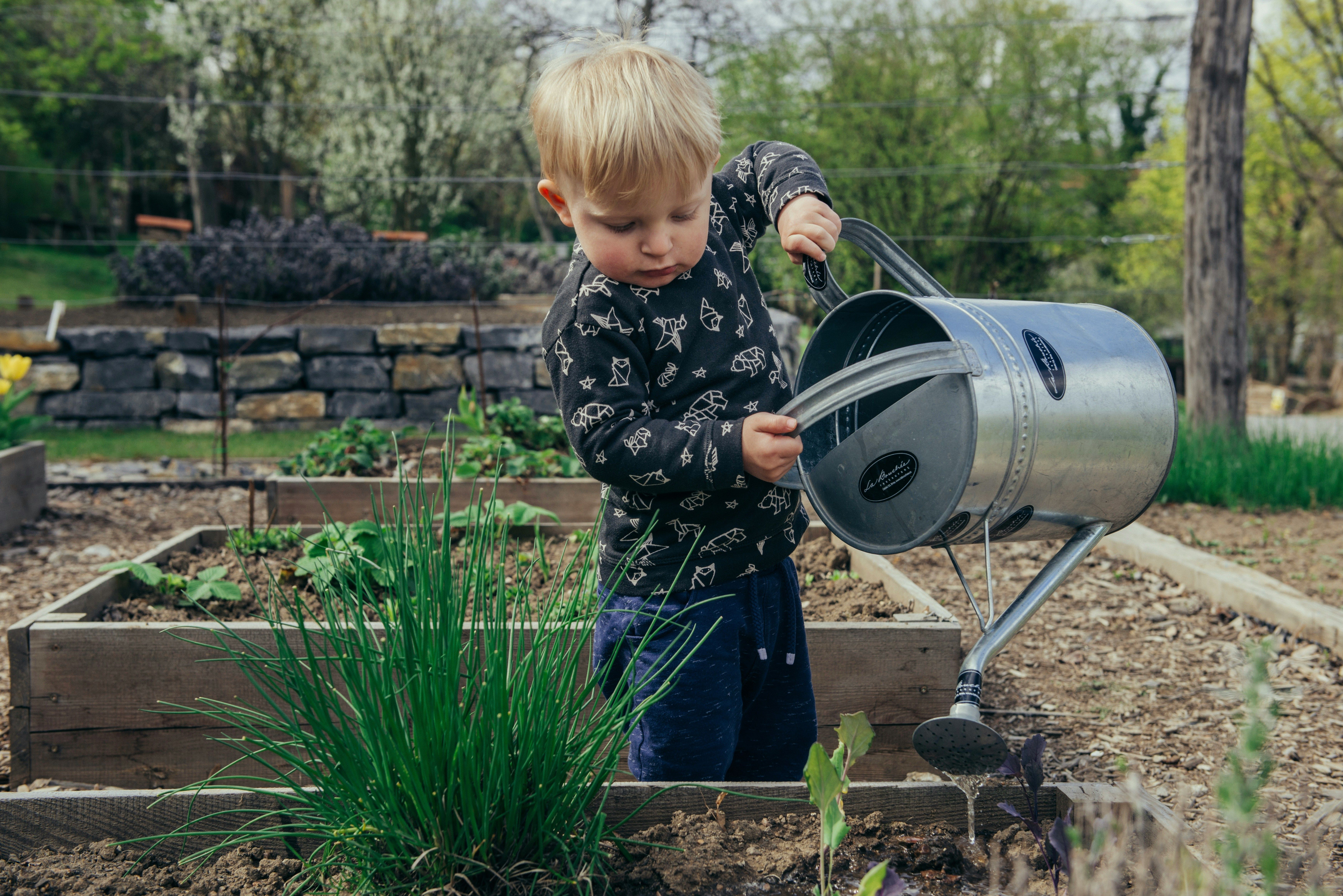 Young child in a garden bed tipping a metal watering can over plants.