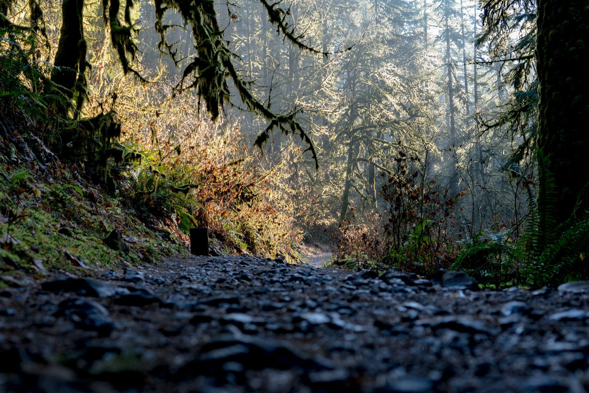 Forest trail winding through dense trees with moss-covered branches and filtered sunlight