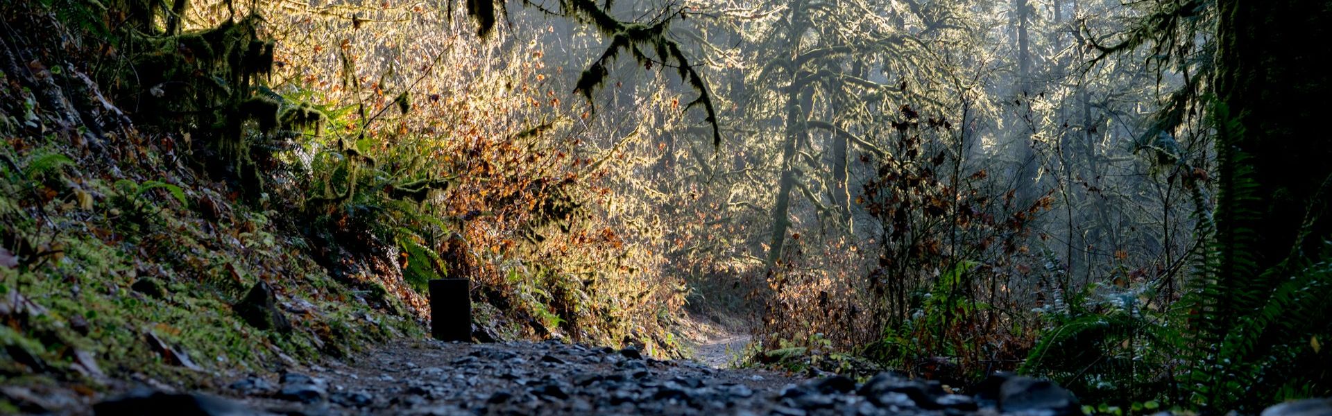 Forest trail winding through dense trees with moss-covered branches and filtered sunlight