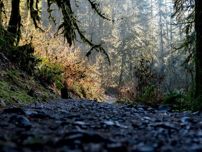 Forest trail winding through dense trees with moss-covered branches and filtered sunlight