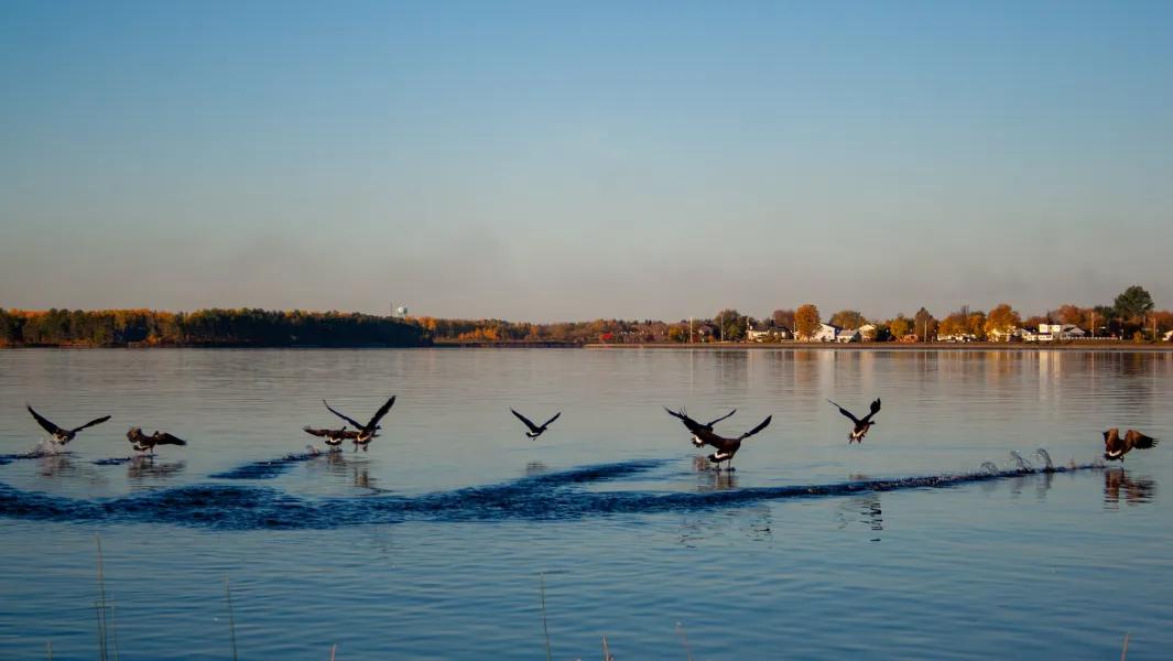 Birds taking off from a lake surface with shoreline and trees in the background
