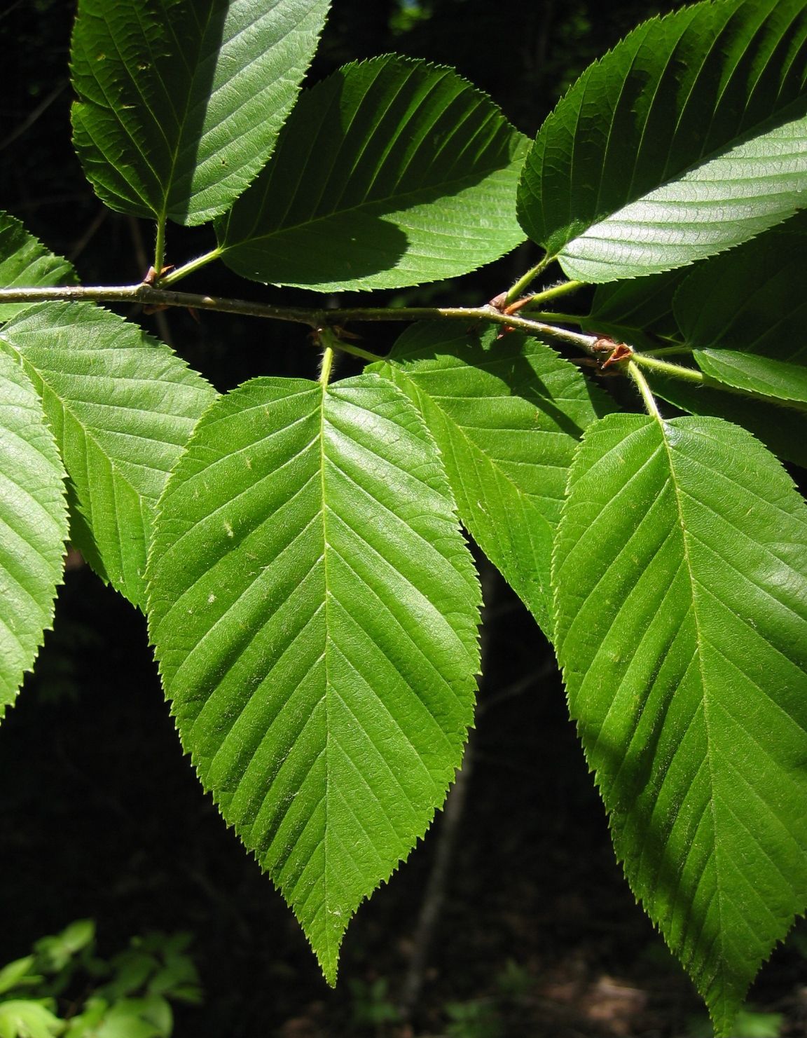 Yellow Birch (Betula alleghaniensis)