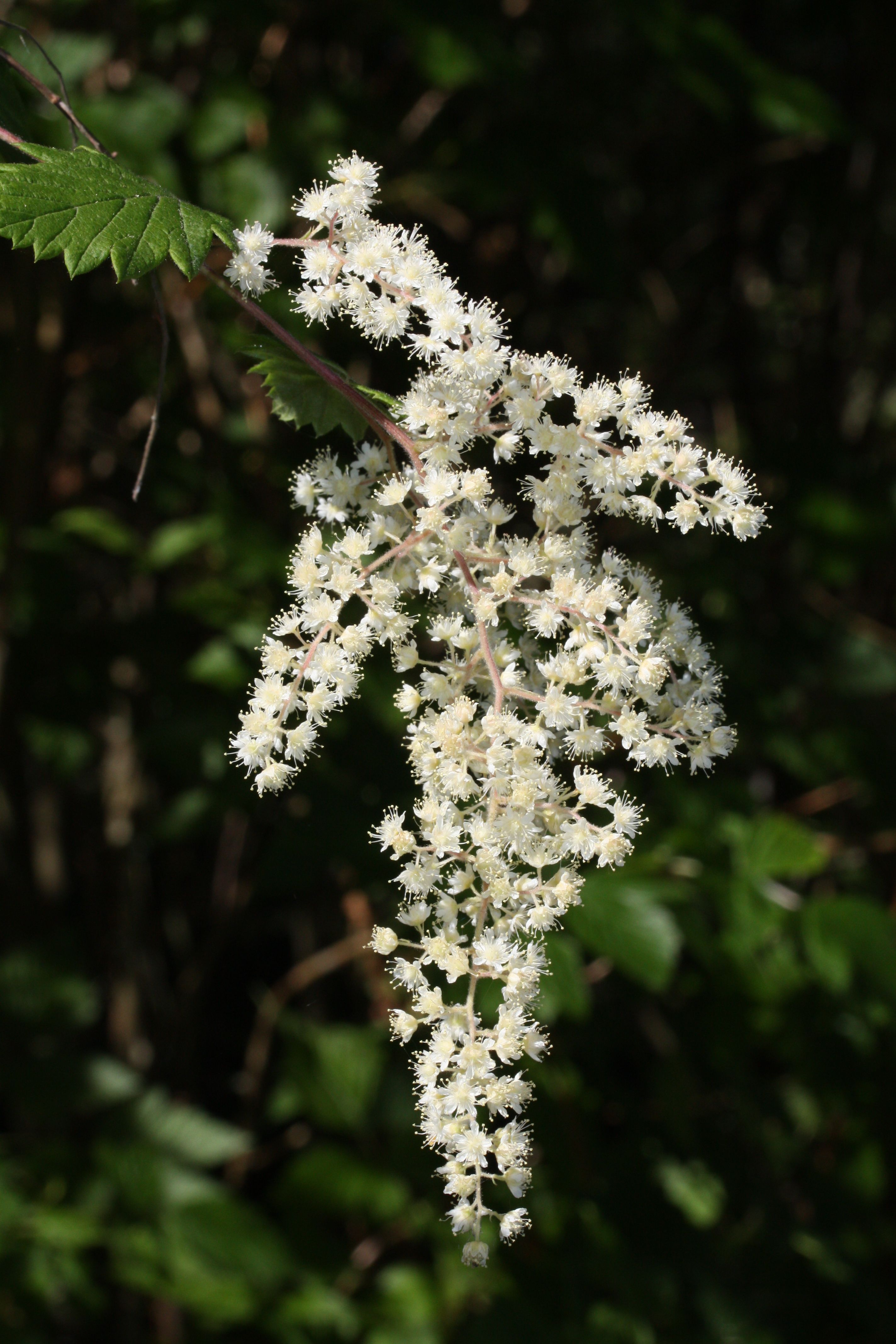 Rockspirea (Holodiscus dumosus)