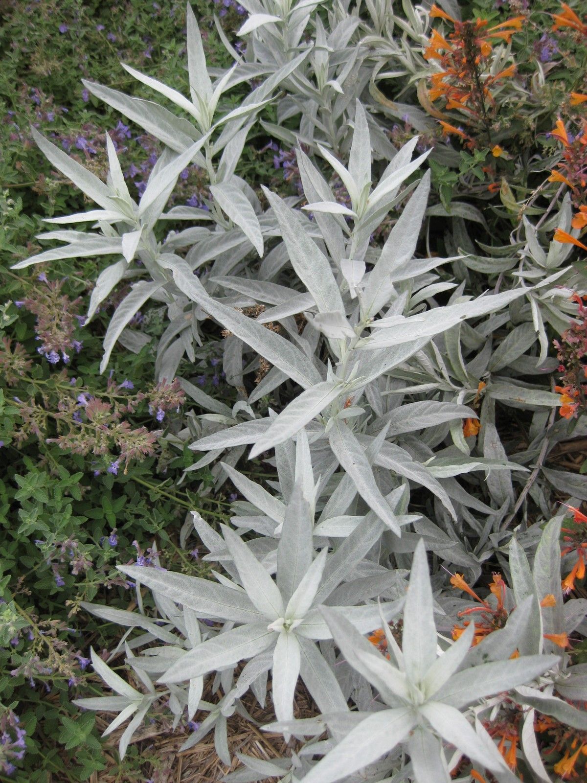 Louisiana Sagewort (Artemisia ludoviciana)