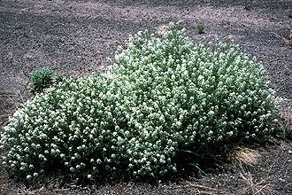 Mountain Pepperweed (Lepidium montanum)