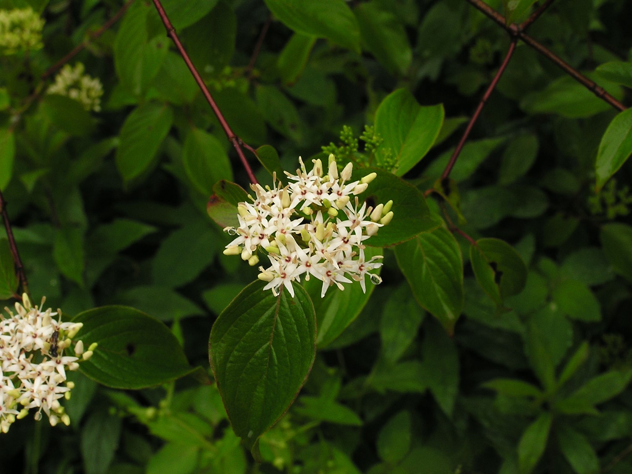 Silky Dogwood (Cornus amomum)