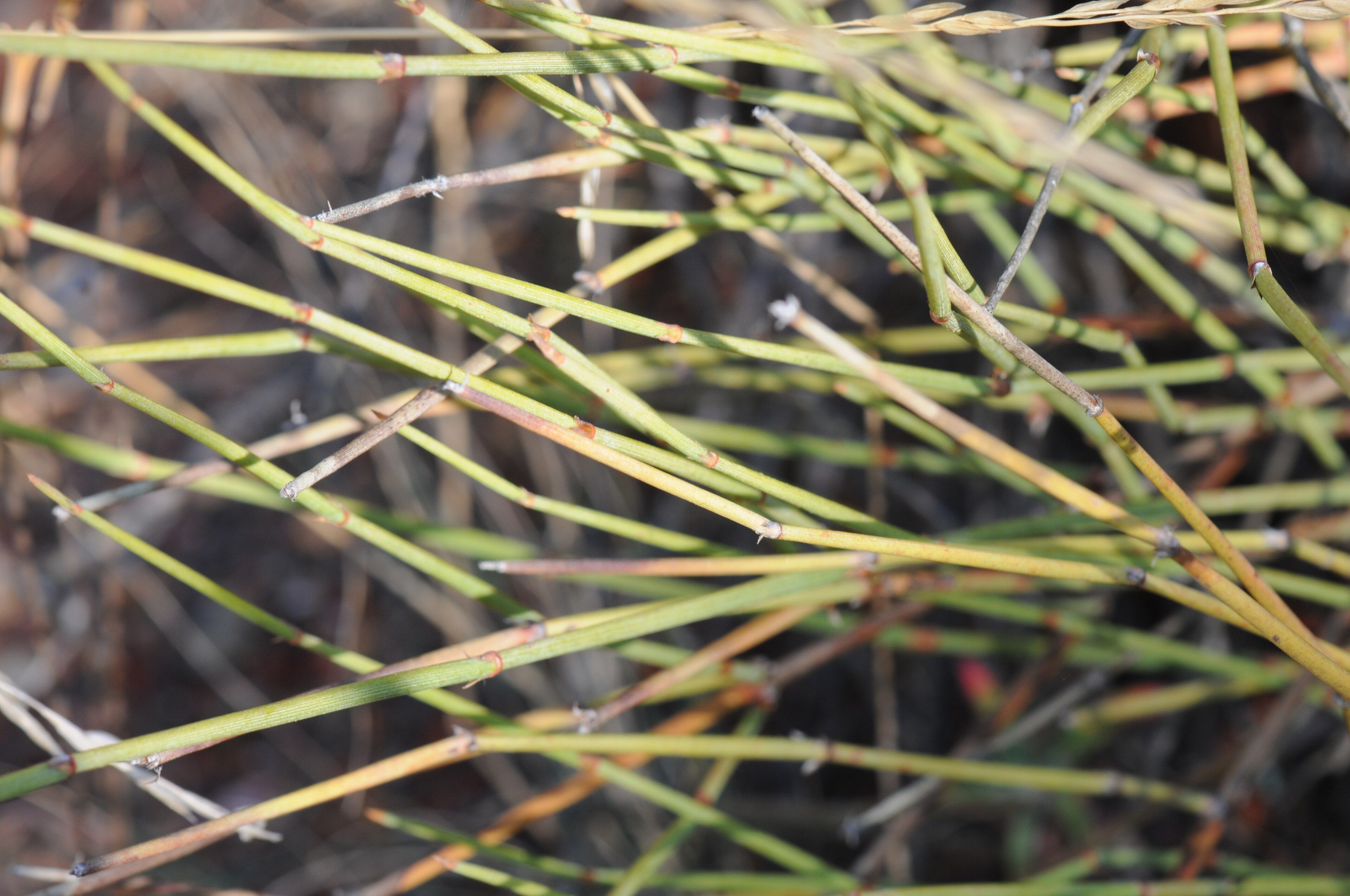 Longleaf Jointfir (Ephedra trifurca)