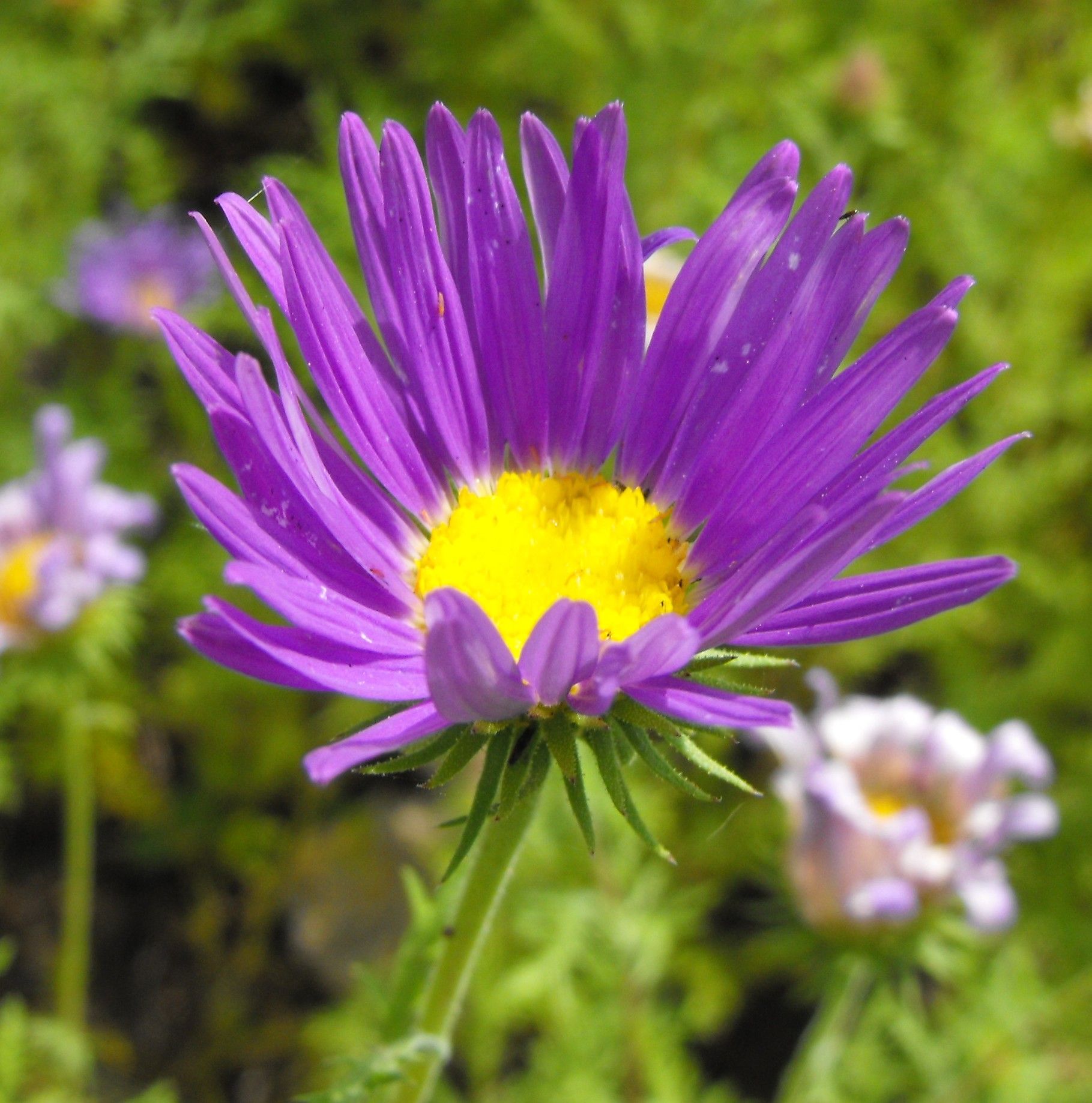 Tanseyleaf Aster (Machaeranthera tanacetifolia)