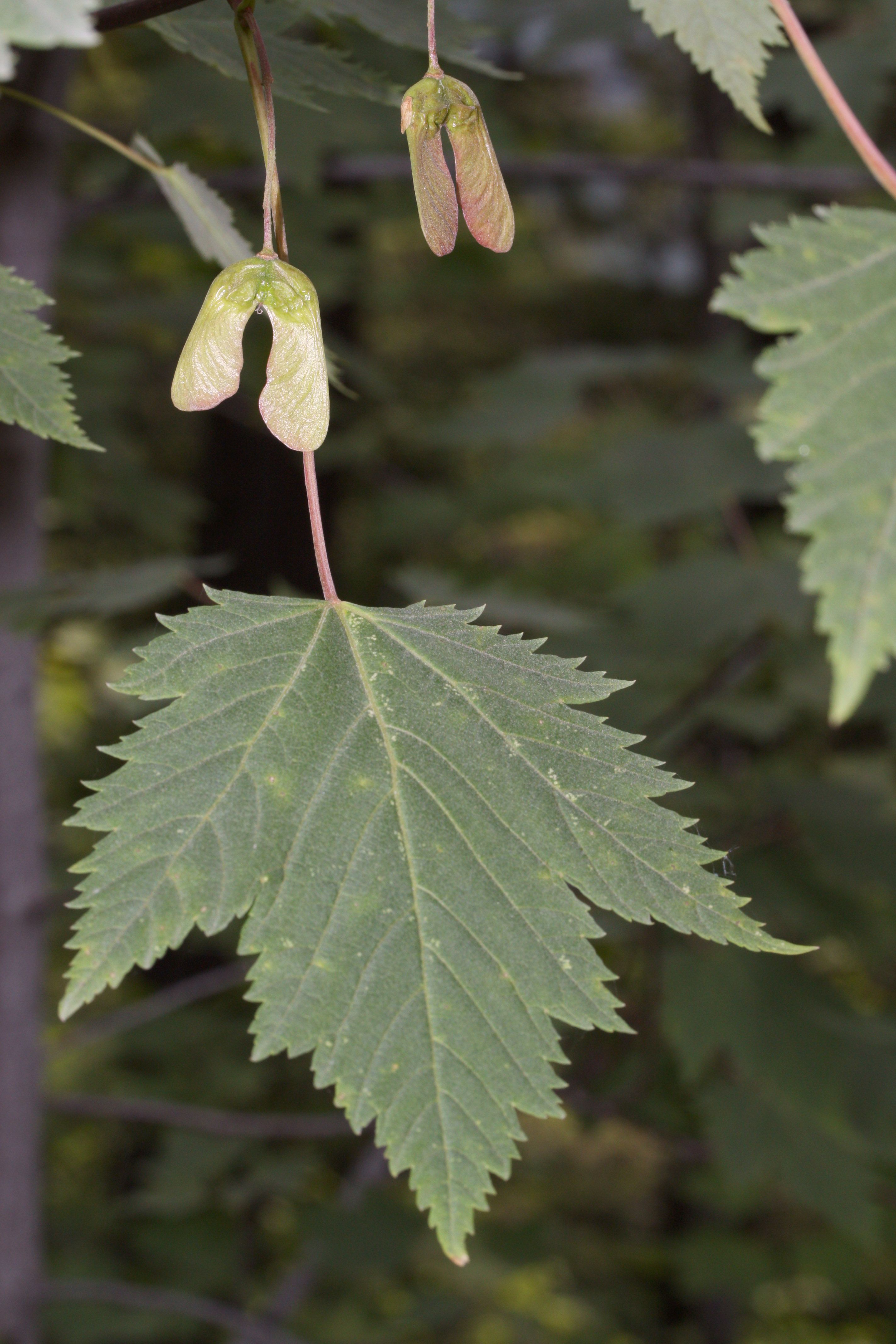 Rocky Mountain Maple (Acer glabrum)