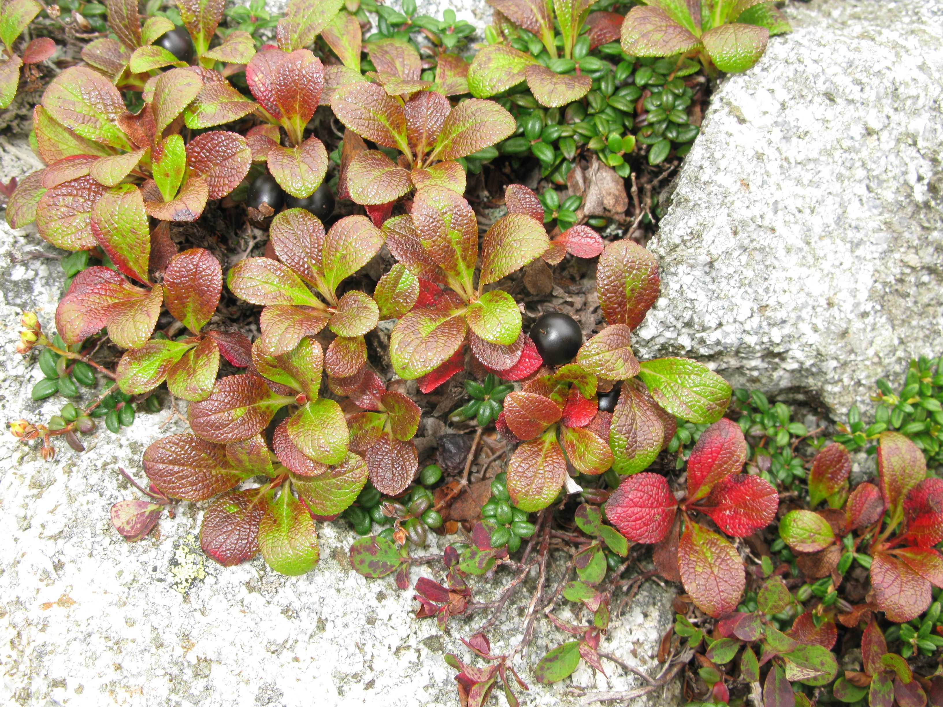 Alpine Bearberry (Arctostaphylos alpina)