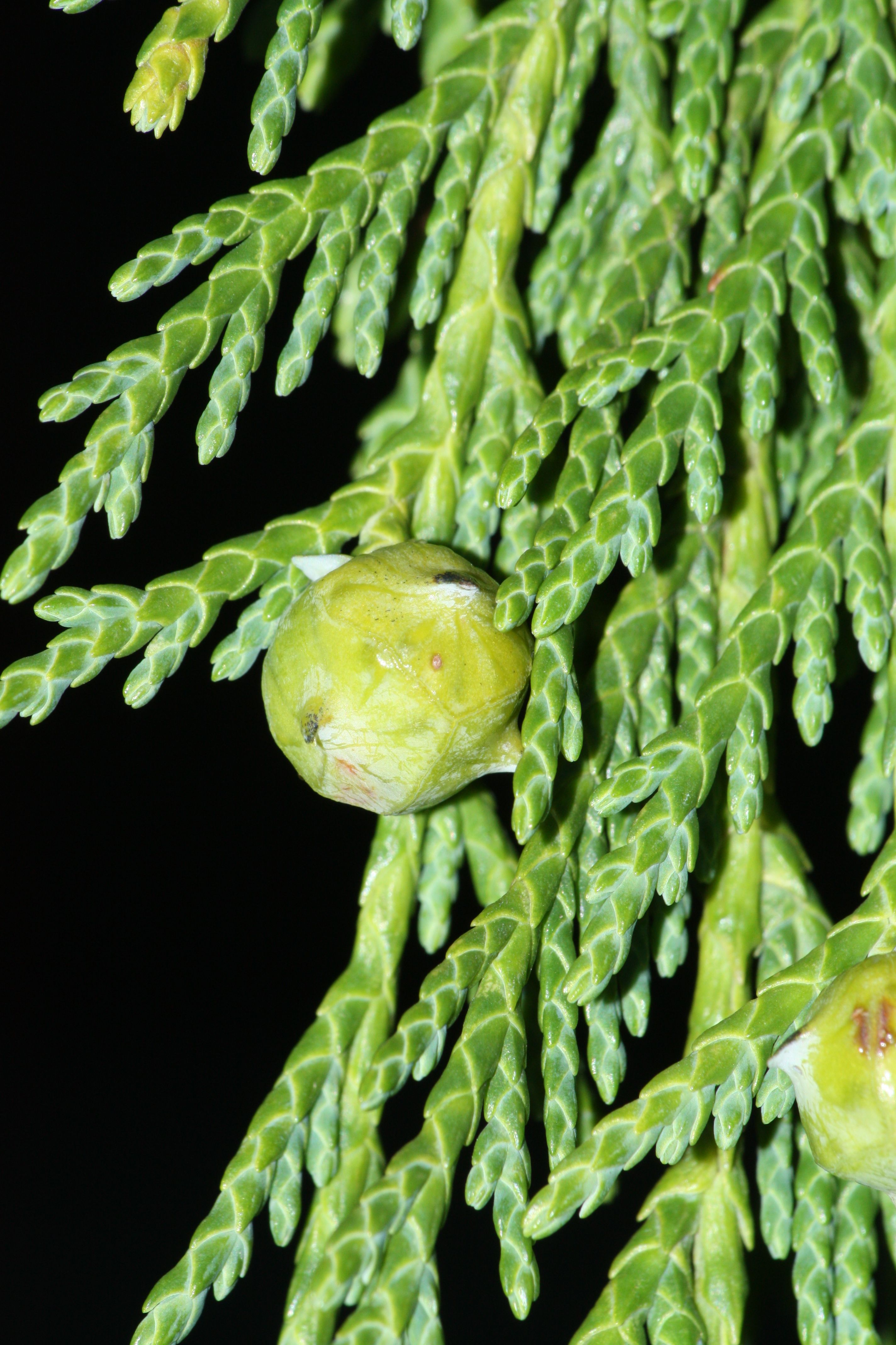Alaska Cedar (Chamaecyparis nootkatensis)