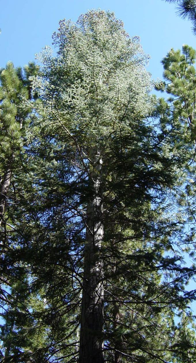 White Fir (Abies concolor)