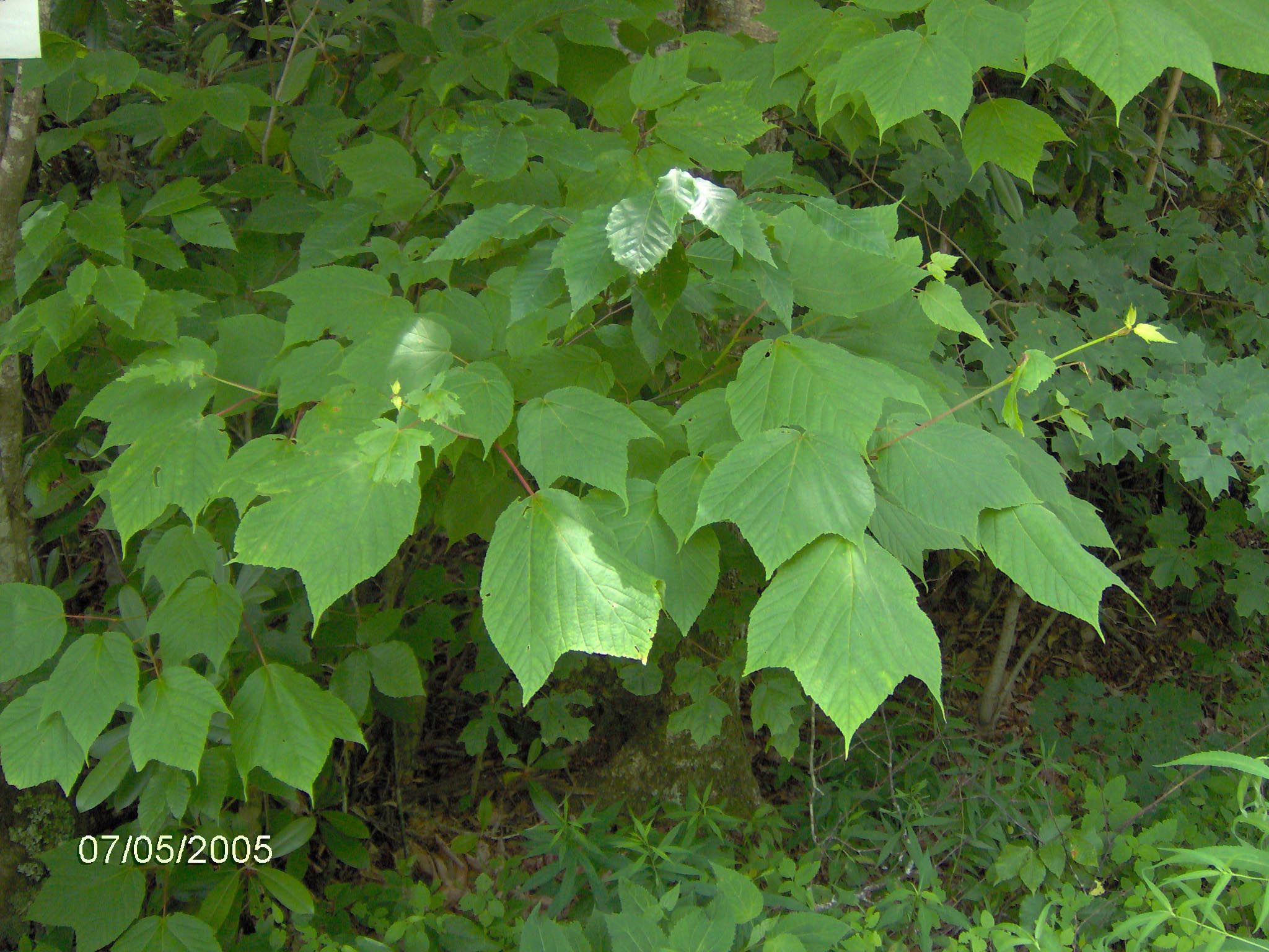 Striped Maple (Acer pensylvanicum)