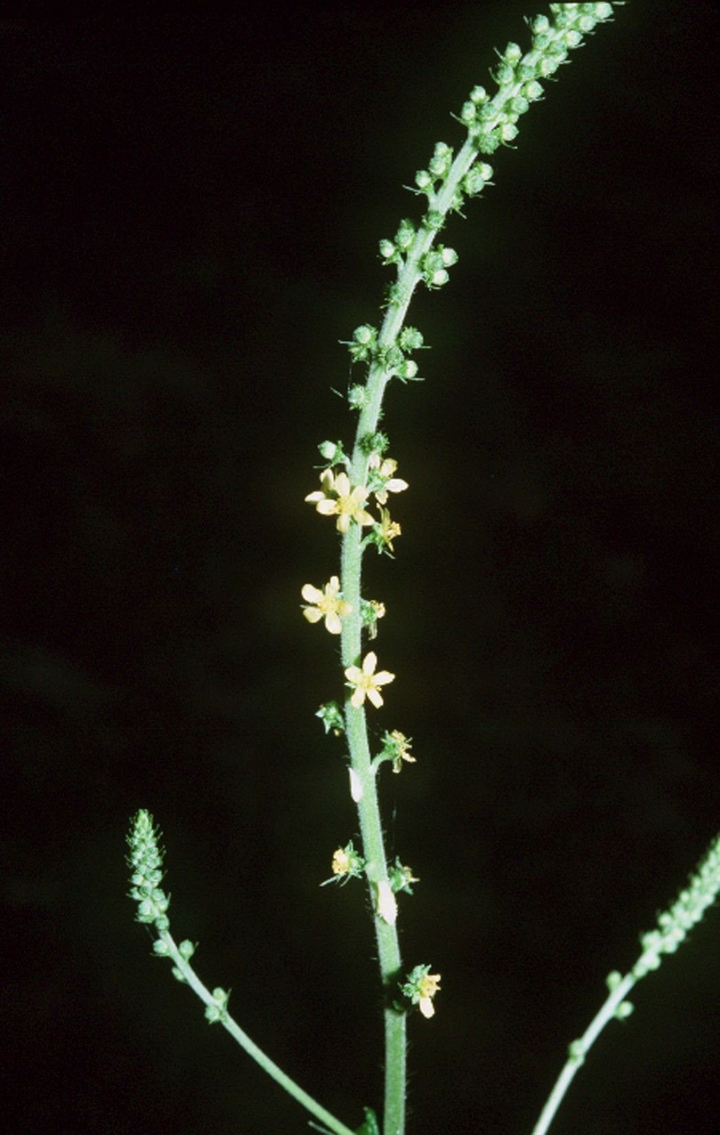 Harvestlice (Agrimonia parviflora)