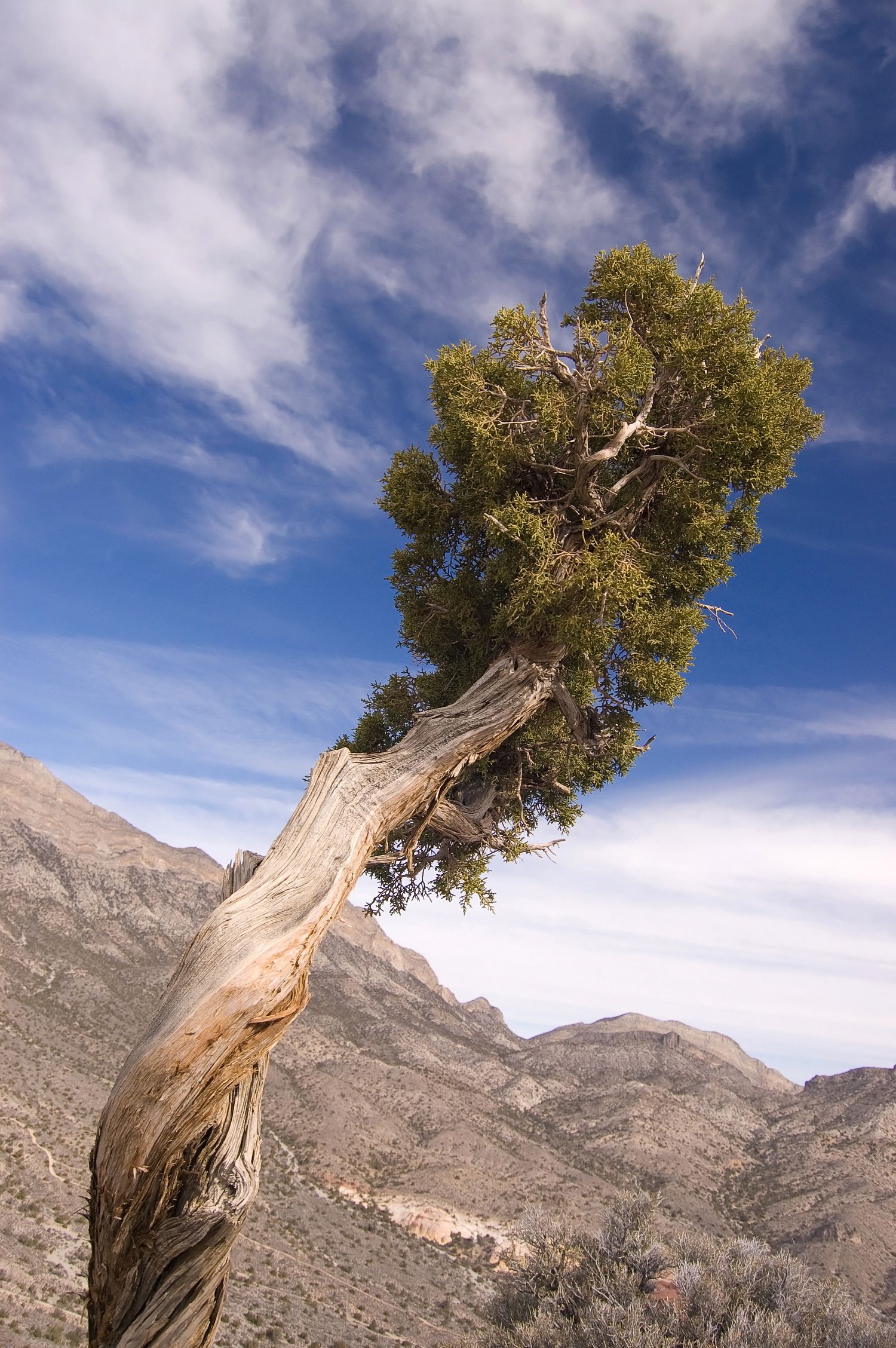 Utah Juniper (Juniperus osteosperma)