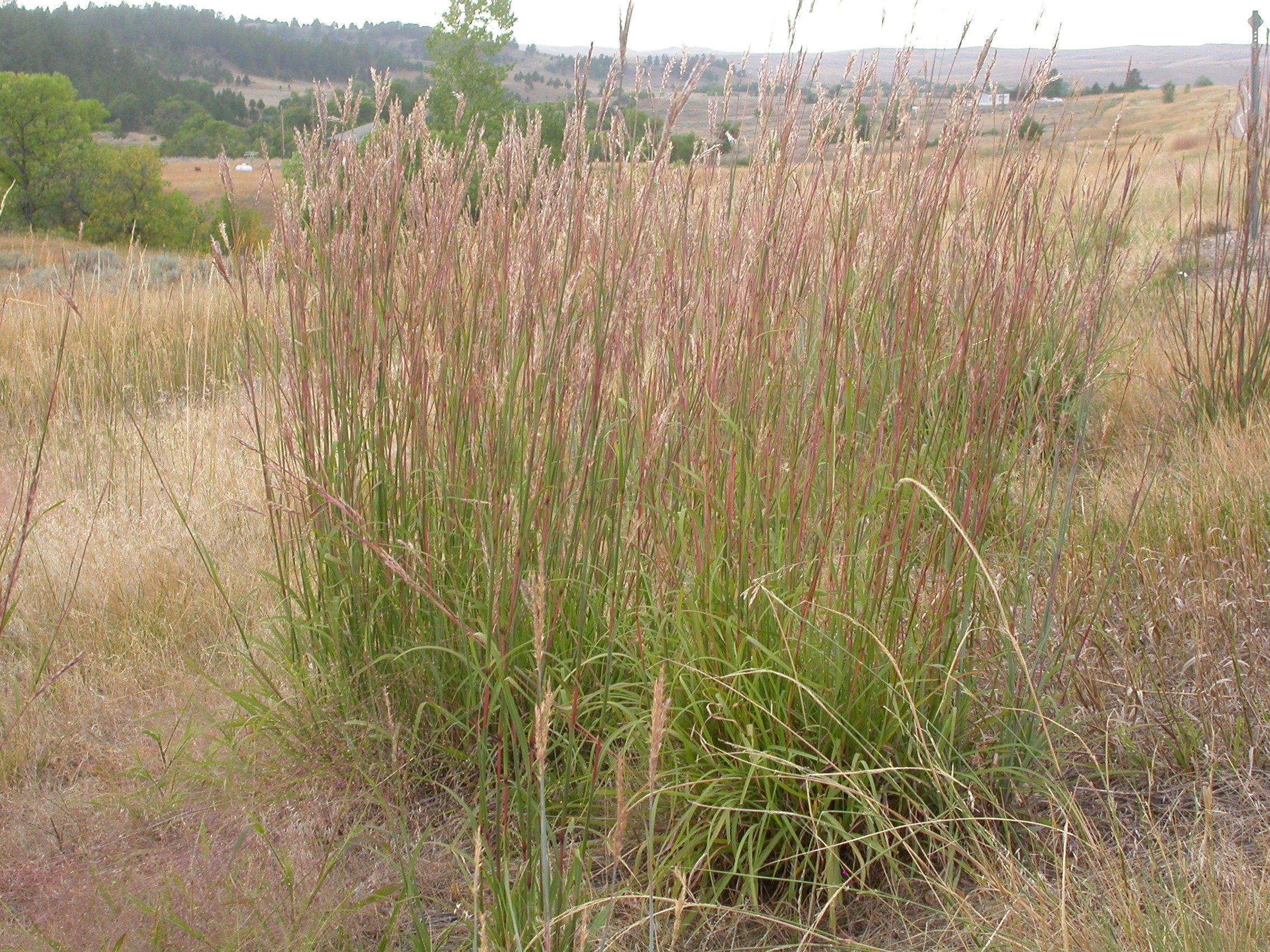 Big Bluestem (Andropogon gerardii)