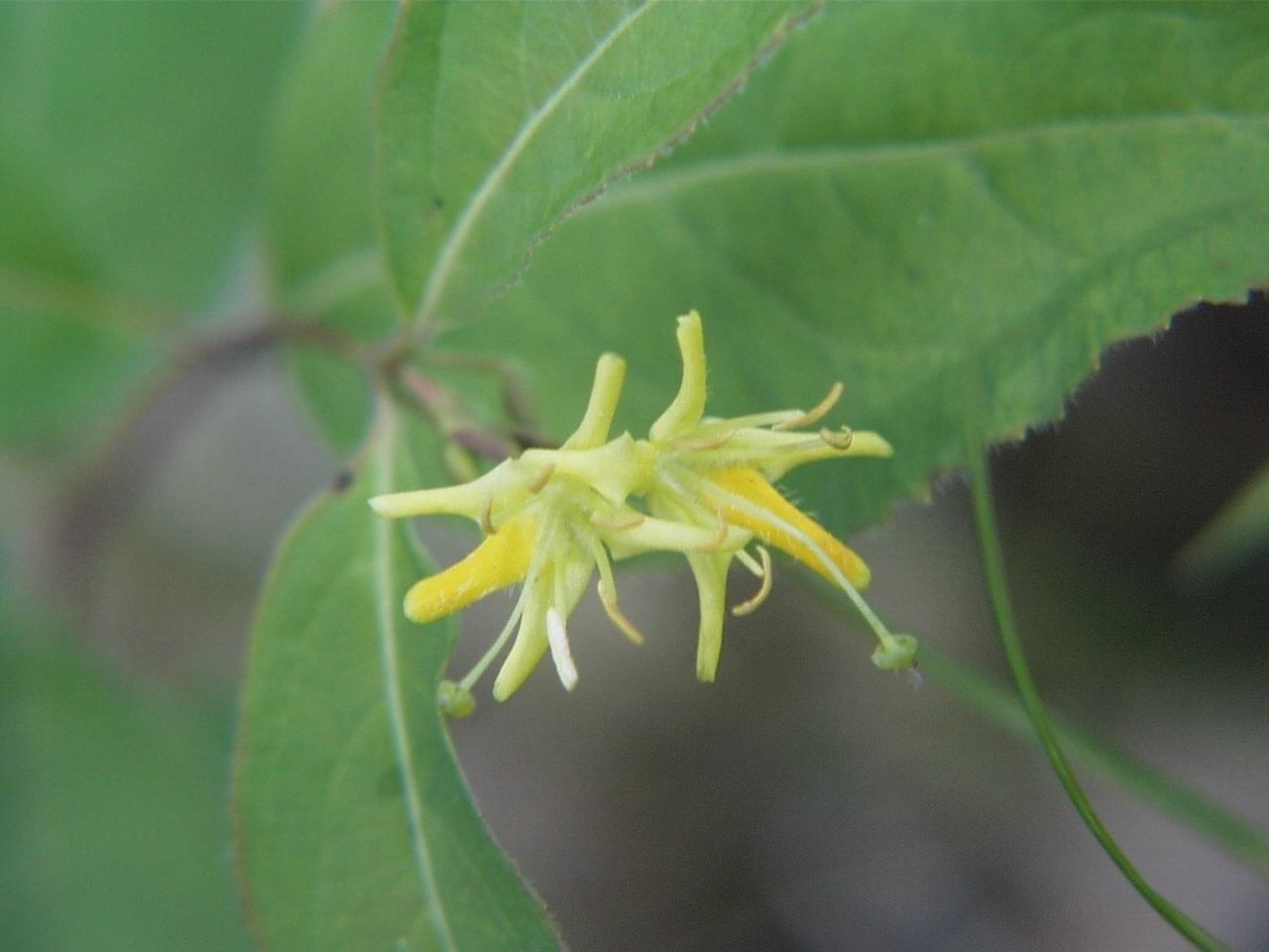 Northern Bush Honeysuckle (Diervilla lonicera)