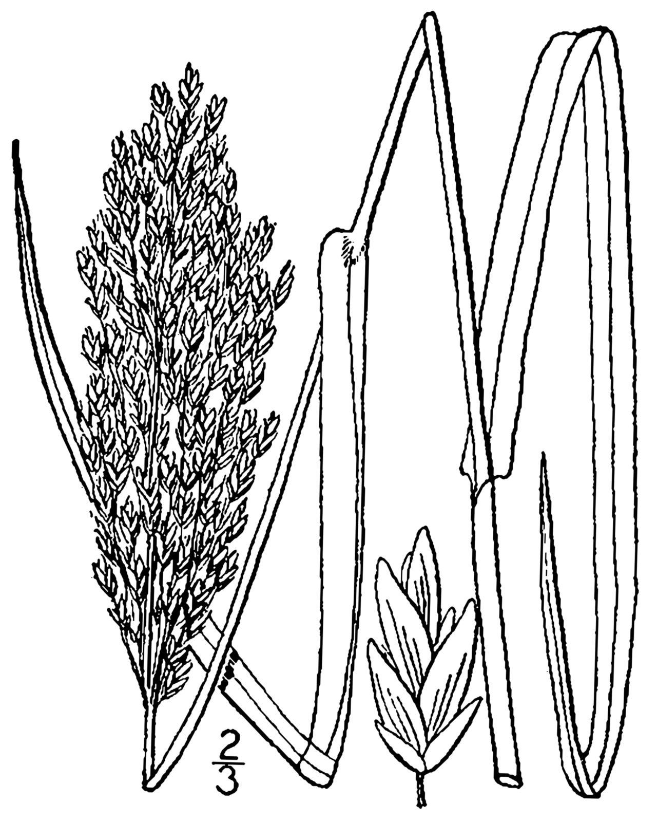 Atlantic Mannagrass (Glyceria obtusa)