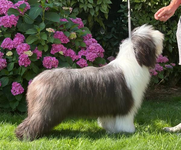 Photo de ARMONY DE SAINT PRIXE "MINDY"