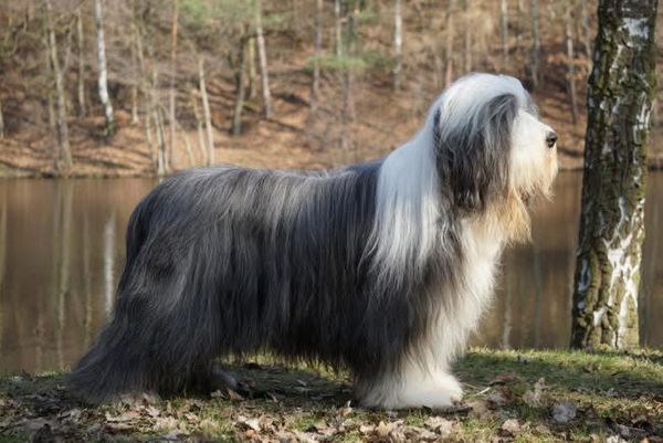 Photo de TANGO
