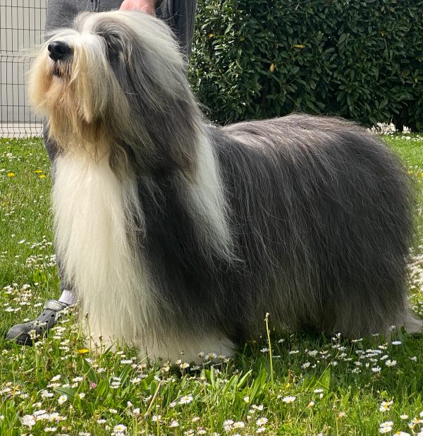 Photo de TANGO