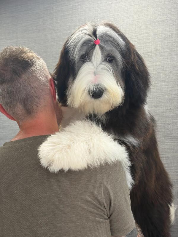 Photo de ARMONY DE SAINT PRIXE "MINDY"