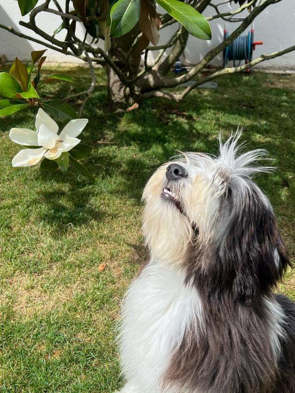 Photo de ARMONY DE SAINT PRIXE "MINDY"